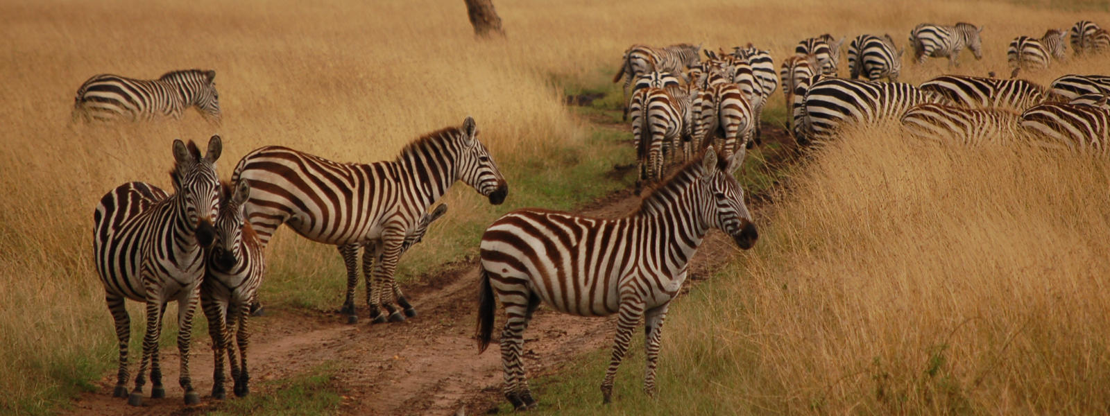 Maasai Mara (Kenya)
