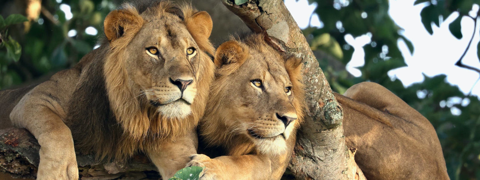 Lake Manyara National Park