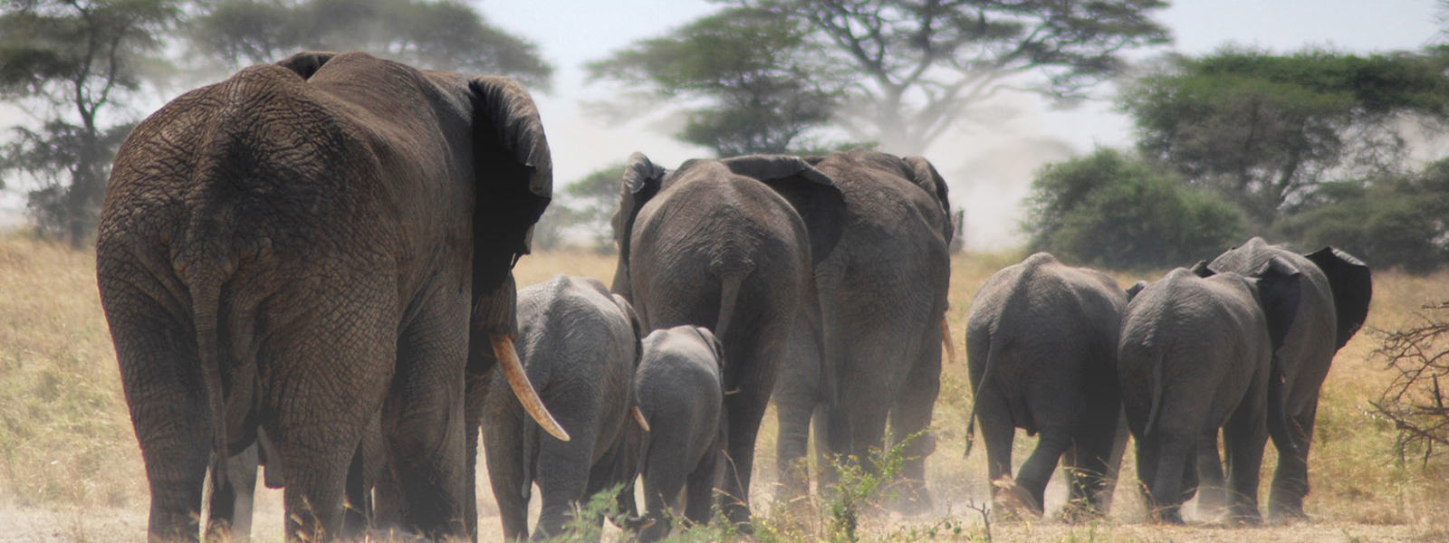 Tarangire National Park